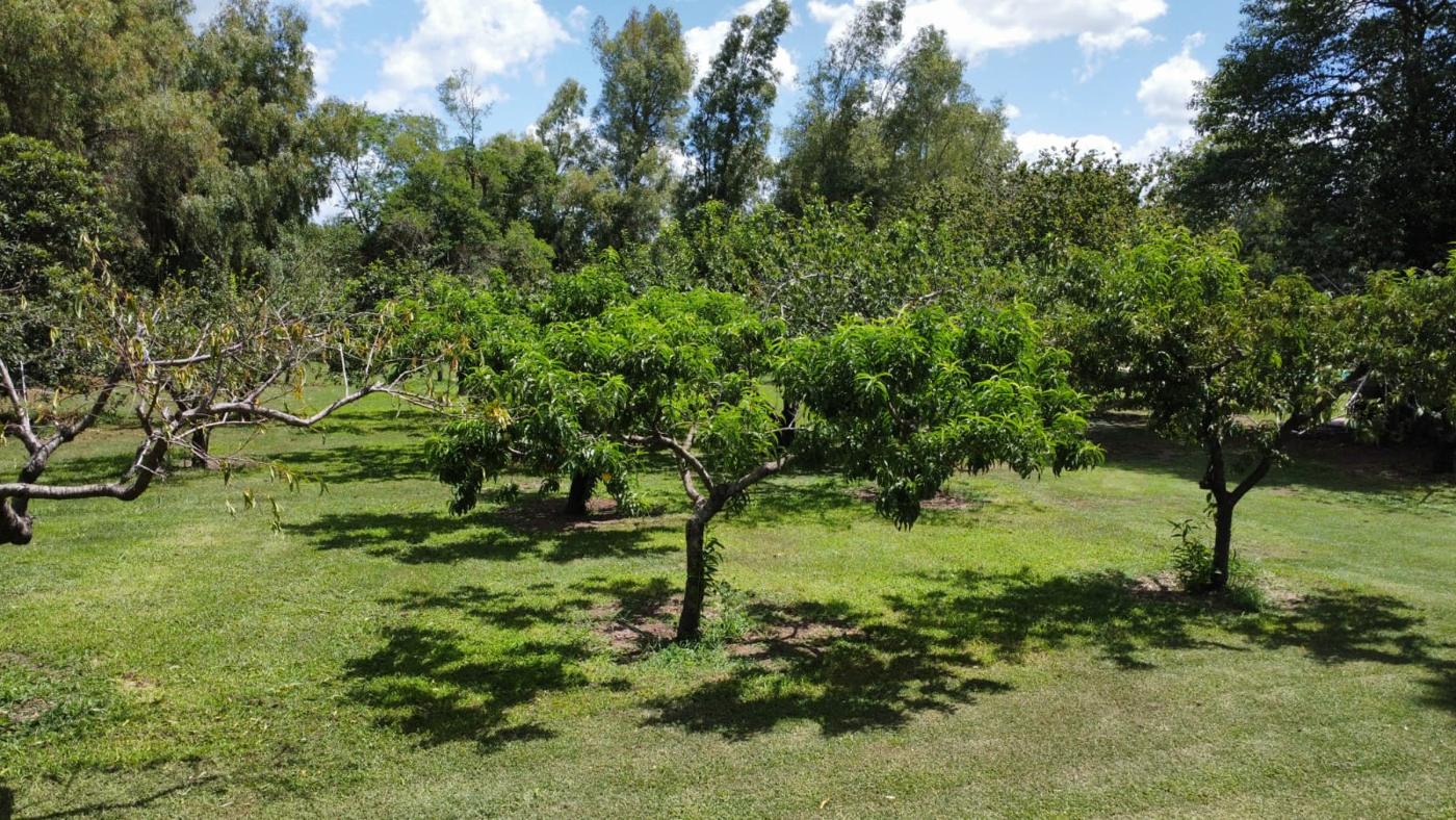 Foto del campo