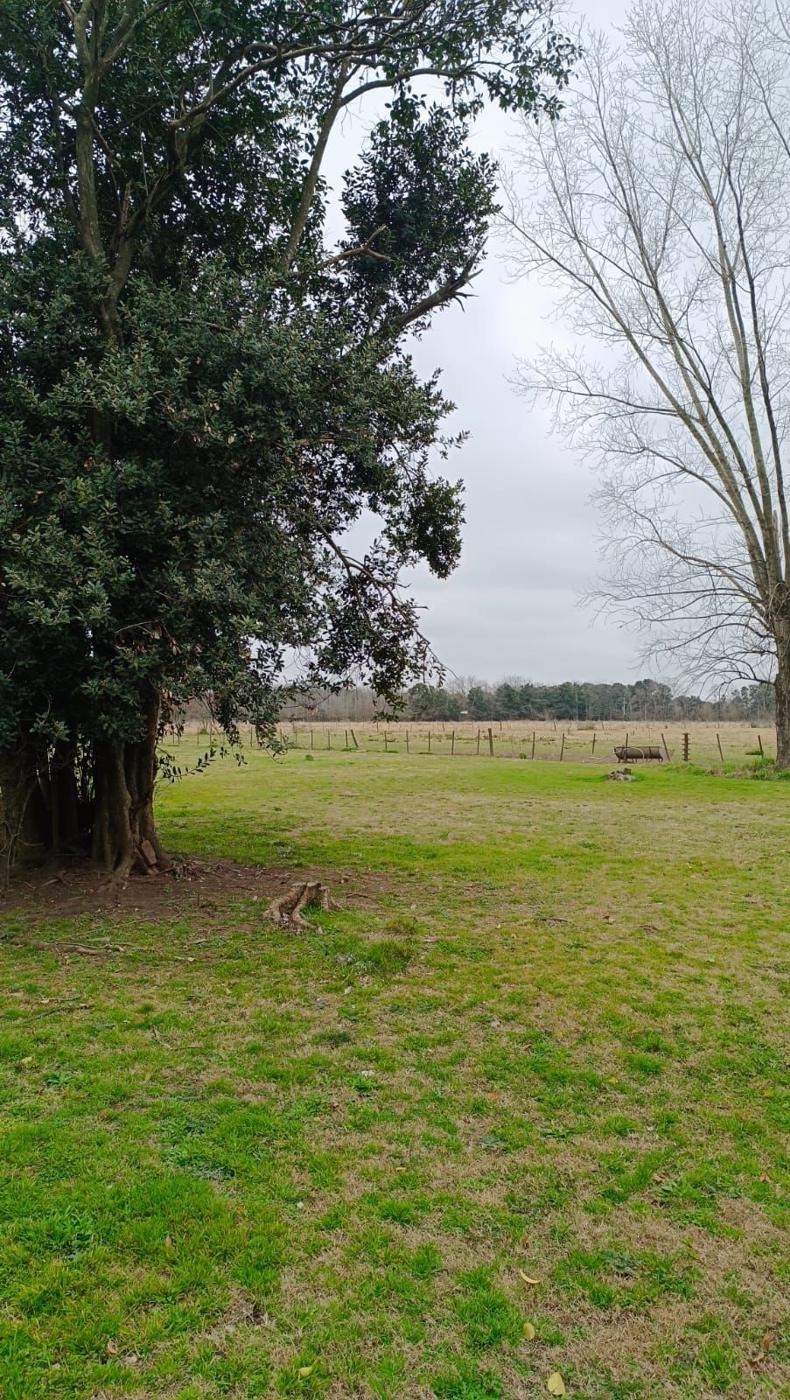 Foto del campo