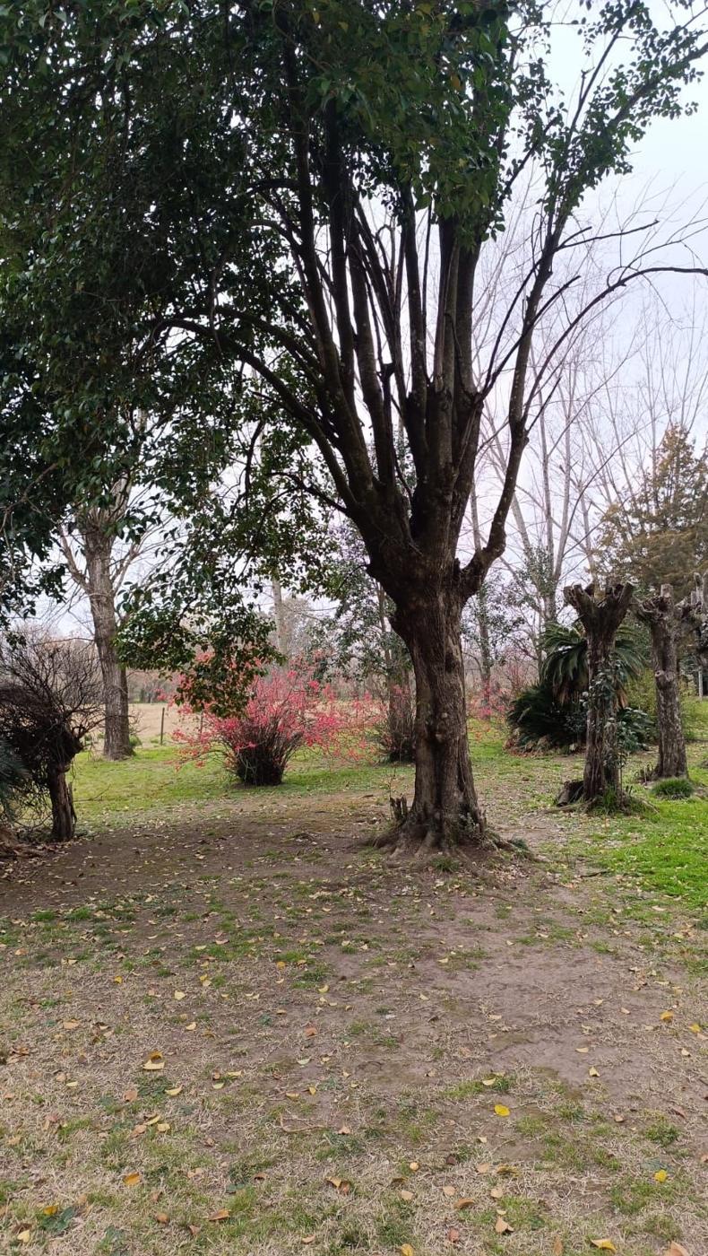 Foto del campo
