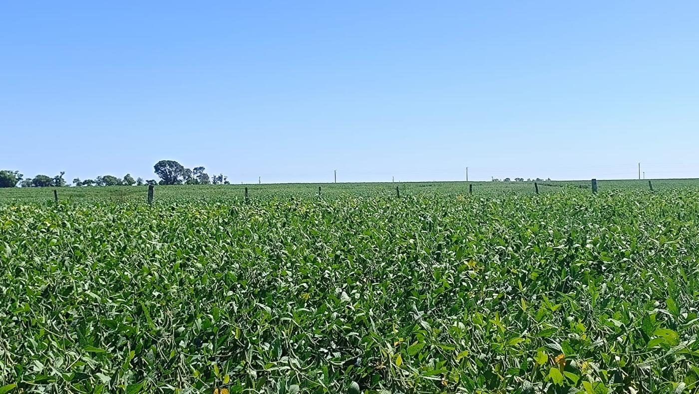 Campo agrícola de 324 ha en Salto