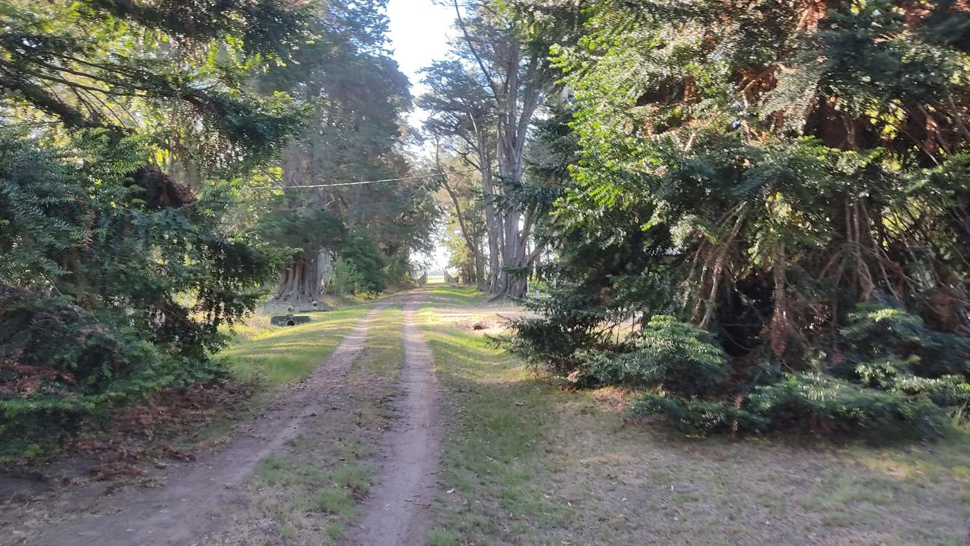 Boulevard de pinos