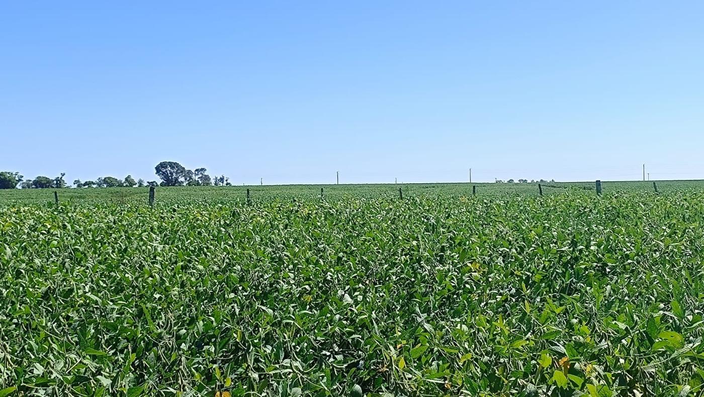 Soja en el campo de 324 ha en Salto